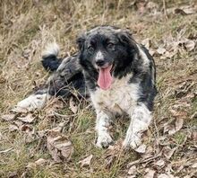 MIRA, Hund, Mischlingshund in Rumänien - Bild 3