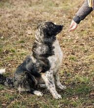MIRA, Hund, Mischlingshund in Rumänien - Bild 4