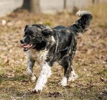 MIRA, Hund, Mischlingshund in Rumänien - Bild 5