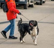 MIRA, Hund, Mischlingshund in Rumänien - Bild 6