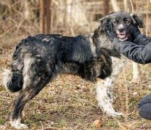 MIRA, Hund, Mischlingshund in Rumänien - Bild 8
