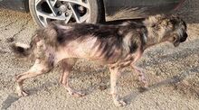 MIRA, Hund, Mischlingshund in Rumänien - Bild 9