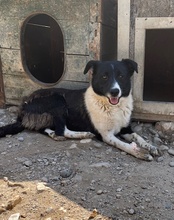 NEHA, Hund, Mischlingshund in Kroatien - Bild 10