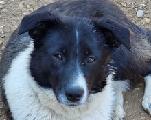 NEHA, Hund, Mischlingshund in Kroatien - Bild 14
