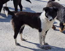 NEHA, Hund, Mischlingshund in Kroatien - Bild 15