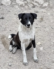 NEHA, Hund, Mischlingshund in Kroatien - Bild 16