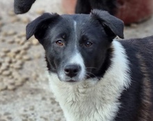 NEHA, Hund, Mischlingshund in Kroatien - Bild 18