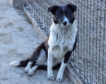 NEHA, Hund, Mischlingshund in Kroatien - Bild 2