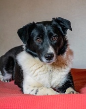 NEHA, Hund, Mischlingshund in Kroatien - Bild 3
