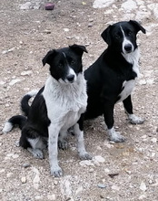 NEHA, Hund, Mischlingshund in Kroatien - Bild 4