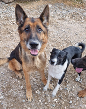 NEHA, Hund, Mischlingshund in Kroatien - Bild 6