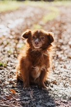 FRIEDER, Hund, Chihuahua in Eichenzell