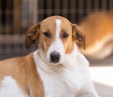 JELLA, Hund, Mischlingshund in Kroatien - Bild 1