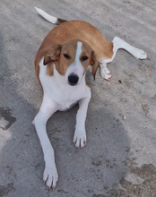 JELLA, Hund, Mischlingshund in Kroatien - Bild 10