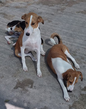 JELLA, Hund, Mischlingshund in Kroatien - Bild 11