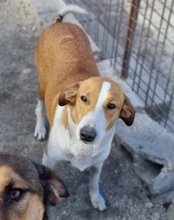 JELLA, Hund, Mischlingshund in Kroatien - Bild 13