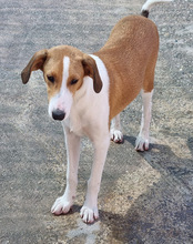 JELLA, Hund, Mischlingshund in Kroatien - Bild 14