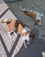 JELLA, Hund, Mischlingshund in Kroatien - Bild 16