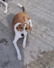 JELLA, Hund, Mischlingshund in Kroatien - Bild 18