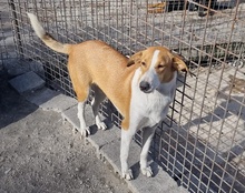 JELLA, Hund, Mischlingshund in Kroatien - Bild 19