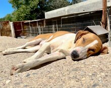 JELLA, Hund, Mischlingshund in Kroatien - Bild 2