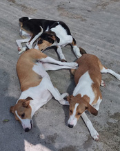 JELLA, Hund, Mischlingshund in Kroatien - Bild 20