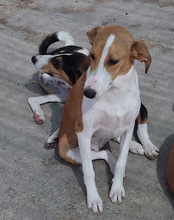 JELLA, Hund, Mischlingshund in Kroatien - Bild 22