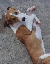 JELLA, Hund, Mischlingshund in Kroatien - Bild 23