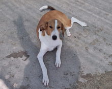 JELLA, Hund, Mischlingshund in Kroatien - Bild 24