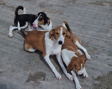 JELLA, Hund, Mischlingshund in Kroatien - Bild 26