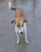 JELLA, Hund, Mischlingshund in Kroatien - Bild 28