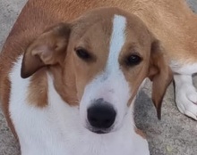 JELLA, Hund, Mischlingshund in Kroatien - Bild 3