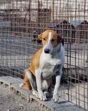 JELLA, Hund, Mischlingshund in Kroatien - Bild 31