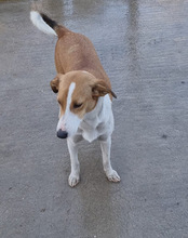 JELLA, Hund, Mischlingshund in Kroatien - Bild 34