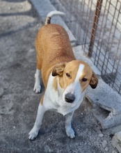JELLA, Hund, Mischlingshund in Kroatien - Bild 35