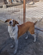 JELLA, Hund, Mischlingshund in Kroatien - Bild 36