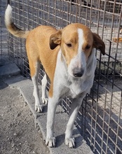 JELLA, Hund, Mischlingshund in Kroatien - Bild 37