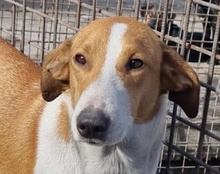 JELLA, Hund, Mischlingshund in Kroatien - Bild 38