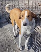 JELLA, Hund, Mischlingshund in Kroatien - Bild 39