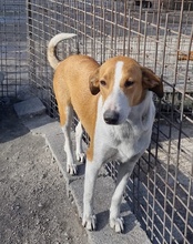 JELLA, Hund, Mischlingshund in Kroatien - Bild 42
