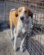 JELLA, Hund, Mischlingshund in Kroatien - Bild 43
