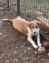 JELLA, Hund, Mischlingshund in Kroatien - Bild 46