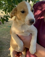 JELLA, Hund, Mischlingshund in Kroatien - Bild 47