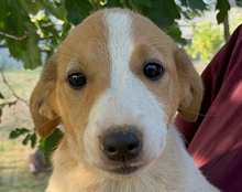 JELLA, Hund, Mischlingshund in Kroatien - Bild 48