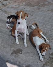 JELLA, Hund, Mischlingshund in Kroatien - Bild 5