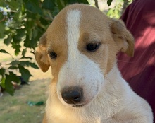 JELLA, Hund, Mischlingshund in Kroatien - Bild 50