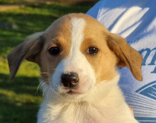 JELLA, Hund, Mischlingshund in Kroatien - Bild 52