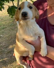 JELLA, Hund, Mischlingshund in Kroatien - Bild 53