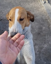 JELLA, Hund, Mischlingshund in Kroatien - Bild 6