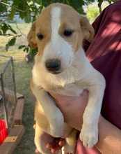 JELLA, Hund, Mischlingshund in Kroatien - Bild 60
